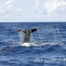 whale_humpback_h_00880_dom3012.jpg